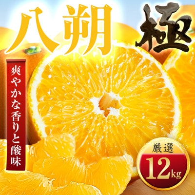 【ほろ苦さが旨い】大人の柑橘 八朔　12kg　愛媛県産【49-123】