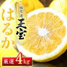 【愛媛名産】玉宝はるか　4kg【C64-55】