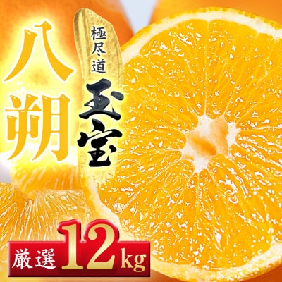 【凛とした苦み】クセになる旨み【八朔】12kg　愛媛県産【64-100】