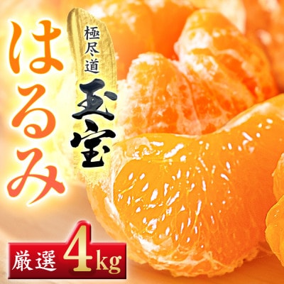 【果粒の旨み】ぷちぷち食感【はるみ】4kg　愛媛県産【64-99】