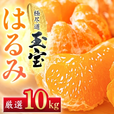 【果粒の旨み】ぷちぷち食感【はるみ】10kg　愛媛県産【64-97】