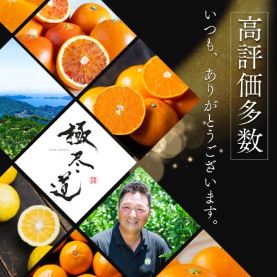 【堂々たる大玉】ずっしり濃密【富士柿】6kg　愛媛県産【64-95】