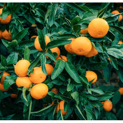 みさき果樹園の樹齢50年越え えひめ西宇和のみかん5kg　S・2Sサイズ【C21-15】