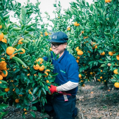 みさき果樹園の樹齢50年越え えひめ西宇和のみかん5kg　S・2Sサイズ【C21-15】