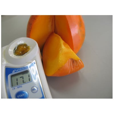みさき果樹園のとろけてあま～いジャンボな柿「富士柿5kg」【C21-23】