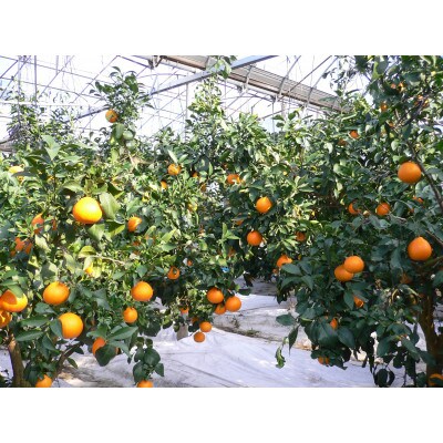 【先行受付】愛まどんな3kg 化粧箱入り 11月下旬～12月下旬頃に順次発送予定【E21-24】
