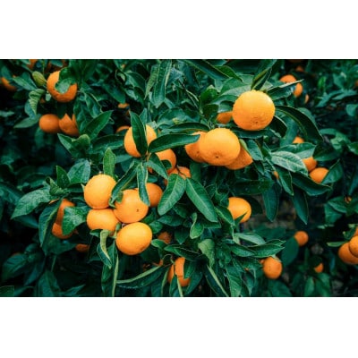 【訳あり】西宇和みかん小玉5kg(小玉3S~Sサイズ込み)【C21-46】