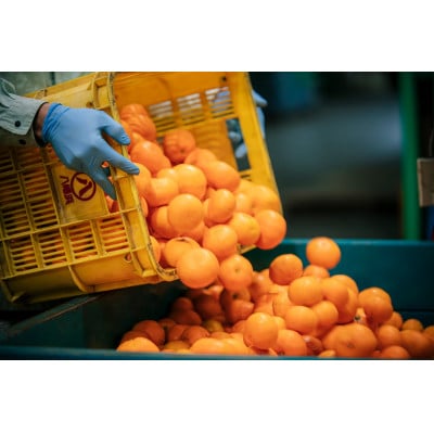 【訳あり】西宇和みかん小玉5kg(小玉3S~Sサイズ込み)【C21-46】