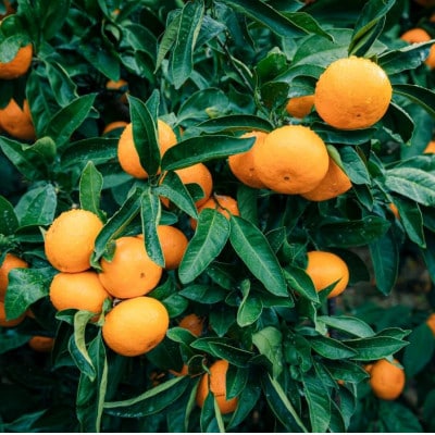 みさき果樹園の段々畑育ち 西宇和産みかん5kg【C21-47】