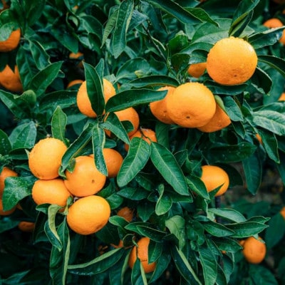 みさき果樹園の段々畑育ち 西宇和産みかん3kg【B21-48】