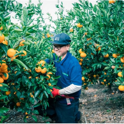 みさき果樹園の段々畑育ち 西宇和産みかん3kg【B21-48】