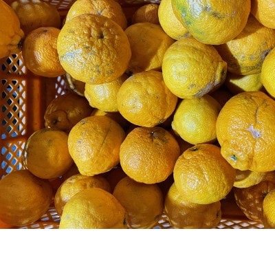 【訳あり】不知火(しらぬい)10kg【C21-51】