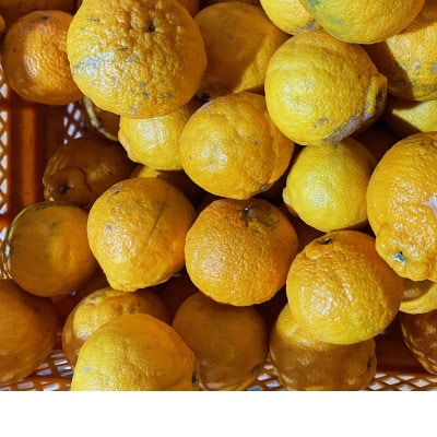 【訳あり】不知火(しらぬい)5kg【C21-52】