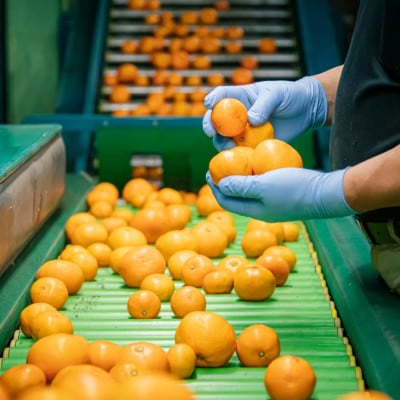 【訳あり】愛媛産みかん 10kg 老舗が本気で作った愛媛産みかん(農家直送)【21-69】