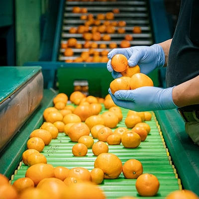 【訳あり】愛媛産みかん 10kg 老舗が本気で作った愛媛産みかん(農家直送)【21-69】