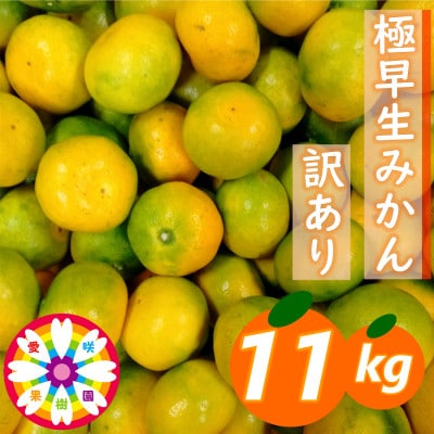 「 極早生 みかん 」 訳あり 約11kg《 愛咲果樹園 》【C71-4】