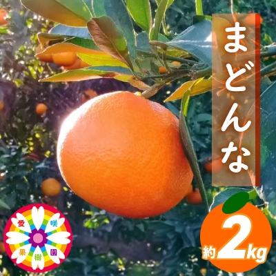 愛咲果樹園「 まどんな 」約2kg 【C71-9】