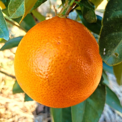 愛咲果樹園「プリンセス(愛果48号)」 紅プリンセスと同品種 訳あり 約3kg【C71-35】