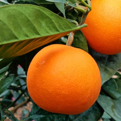 愛咲果樹園「ブラッドオレンジ」約3.5kg【C71-36】