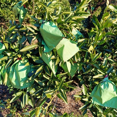 愛咲果樹園「せとか」訳あり約5kg【C71-38】