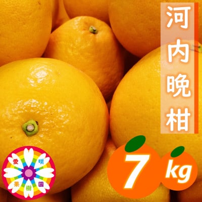 愛咲果樹園「河内晩柑」約7kg【C71-40】