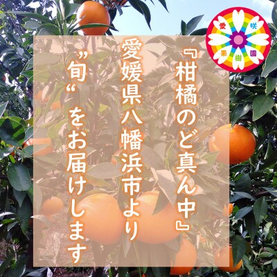 「 極早生 みかん 」 小玉 約4kg《 愛咲果樹園 》【71-55】