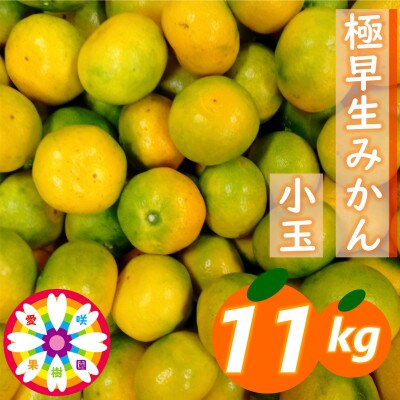 「 極早生 みかん 」 小玉 約11kg《 愛咲果樹園 》【71-54】