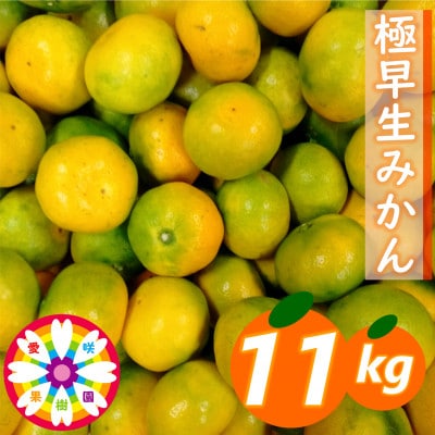 「 極早生 みかん 」約11kg《 愛咲果樹園 》【71-73】