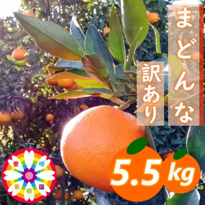 愛咲果樹園「まどんな」訳あり 約5.5kg【71-65】