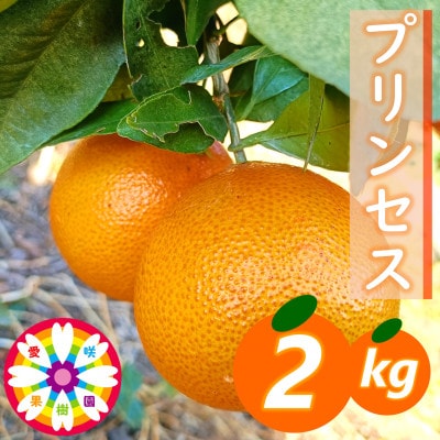 愛咲果樹園「プリンセス(愛果48号)」 紅プリンセスと同品種 約2kg【71-48】