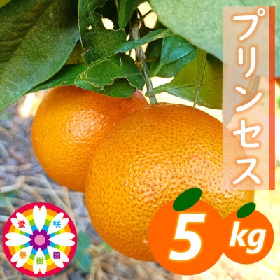 愛咲果樹園「プリンセス(愛果48号)」 紅プリンセスと同品種 約5kg【71-46】