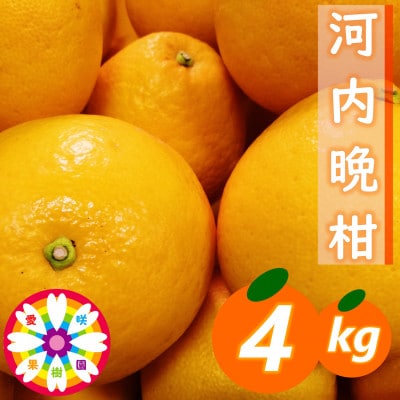 愛咲果樹園「河内晩柑」約4kg【71-44】
