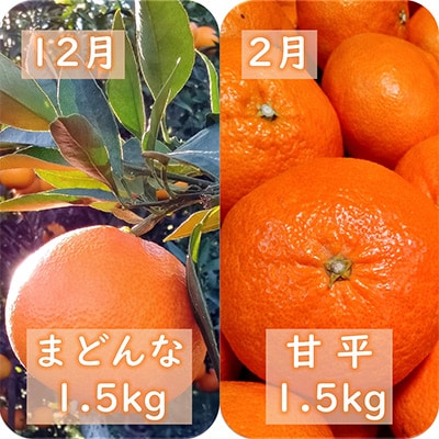 【発送月固定定期便】愛咲果樹園「愛媛の柑橘定期便」(12月と2月)全2回【D71-17】