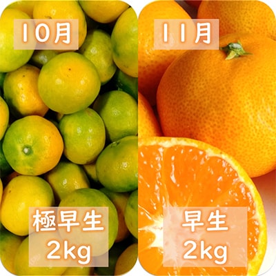 【発送月固定定期便】愛咲果樹園「みかん定期便」(10月～1月)全4回【D71-19】