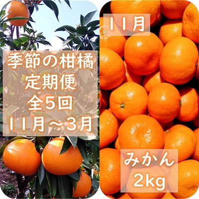 【発送月固定定期便】愛咲果樹園「季節の柑橘定期便」(11月～3月)全5回【F71-21】