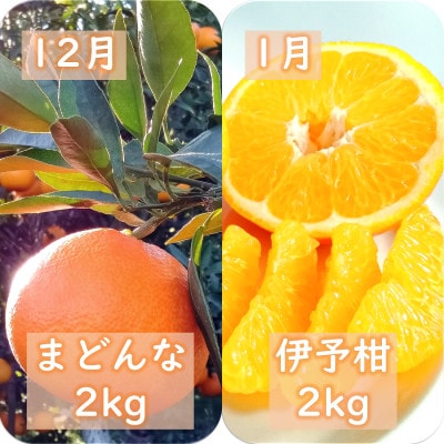【発送月固定定期便】愛咲果樹園「季節の柑橘定期便」(11月～3月)全5回【F71-21】