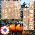 【発送月固定定期便】愛咲果樹園「春の柑橘定期便」(3月～5月)【G71-33】全3回