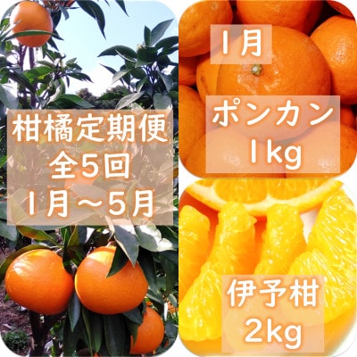 【発送月固定定期便】愛咲果樹園「9種の柑橘定期便」(1月～5月)【71-77】全5回