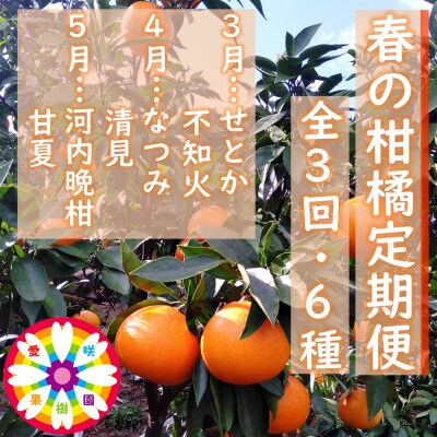 【発送月固定定期便】愛咲果樹園「春の柑橘定期便」(3月～5月)【71-76】全3回