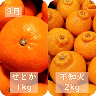 【発送月固定定期便】愛咲果樹園「春の柑橘定期便」(3月～5月)【71-76】全3回