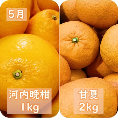 【発送月固定定期便】愛咲果樹園「春の柑橘定期便」(3月～5月)【71-76】全3回