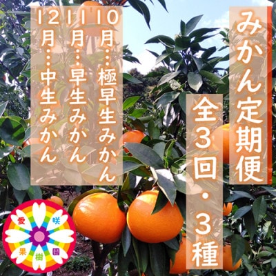 【発送月固定定期便】愛咲果樹園「みかん定期便」(10月～12月)【71-74】全3回