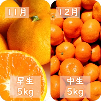 【発送月固定定期便】愛咲果樹園「みかん定期便」(10月～12月)【71-74】全3回