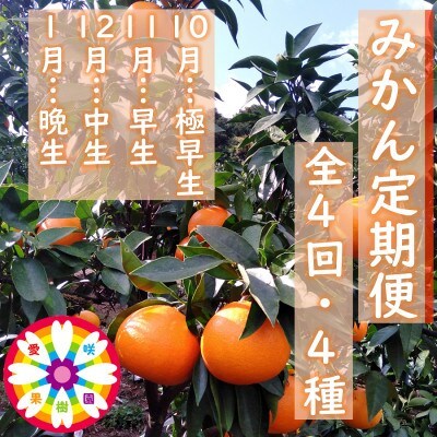 【発送月固定定期便】愛咲果樹園「みかん定期便」(10月～1月)【71-75】全4回