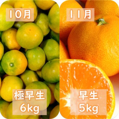 【発送月固定定期便】愛咲果樹園「みかん定期便」(10月～1月)【71-75】全4回