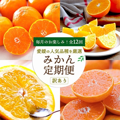 【発送月固定定期便】愛媛の人気品種を厳選!ミヤモトオレンジガーデンのみかん定期便(訳あり)全12回