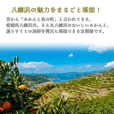 【発送月固定定期便】みかんと魚の定期便～八幡浜の秋冬堪能コース全4回【H25-88】