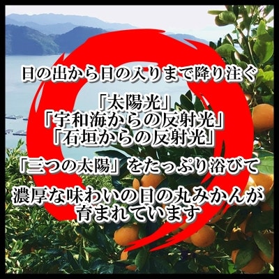 日の丸みかん「ゴールド千兩」3kg　サイズSまたは2S/約35～45個/光センサー【D79-4】