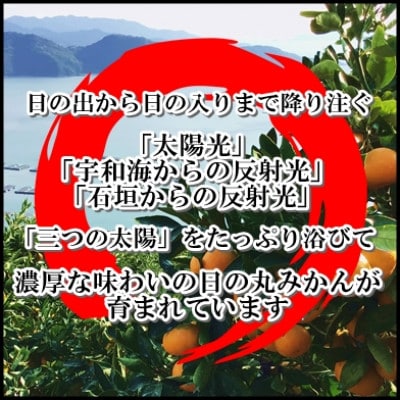 日の丸みかん「千兩」10kg　2S(小玉)サイズ/約130～160個【D79-10】