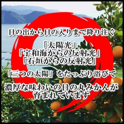 自然の恵み!「ガキ大将」3kg(大玉サイズ)日の丸みかん/2箱セット/ご家庭用【C79-12】